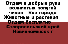 Отдам в добрые руки волнистых попугай.чиков - Все города Животные и растения » Отдам бесплатно   . Ставропольский край,Невинномысск г.